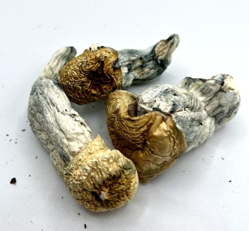 APE Magic Mushrooms (Albino Penis Envy)